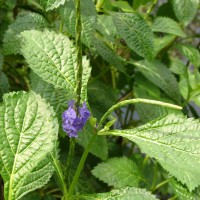Stachytarpheta urticifolia Sims
